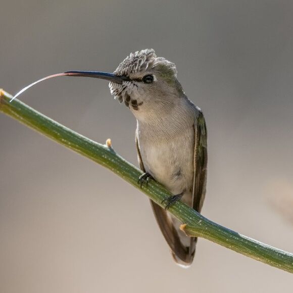 Who doesn't love Hummies?! - Picture 5 of 16